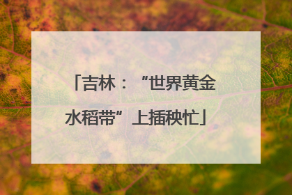 吉林：“世界黄金水稻带”上插秧忙